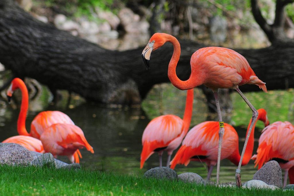 Milwaukee County Zoo flamingos